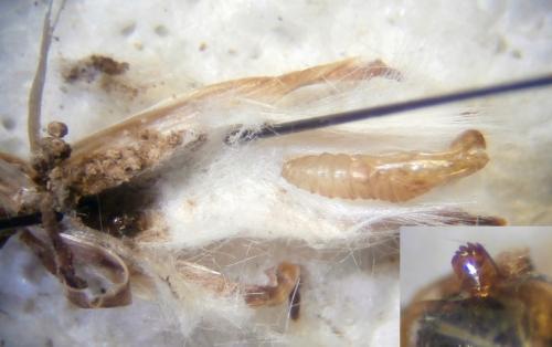 Réf. 245 055 : Phalonidia contractana